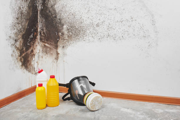 Best Emergency Mold Removal  in Pacheco, CA