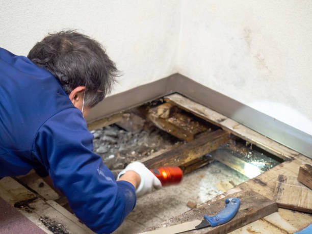 Certified Mold Removal in Pacheco, CA