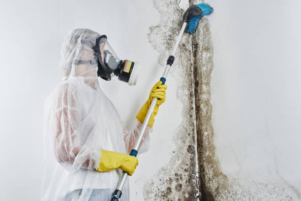 Best Mold Damage Repair  in Pacheco, CA