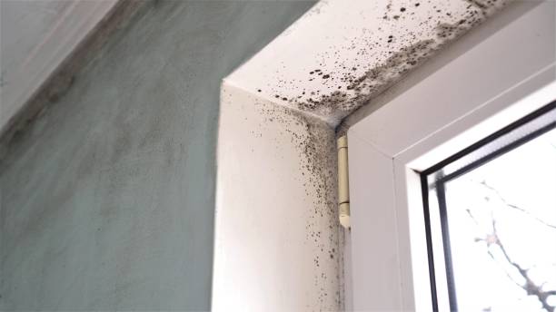 Best Mold Cleaning Services  in Pacheco, CA