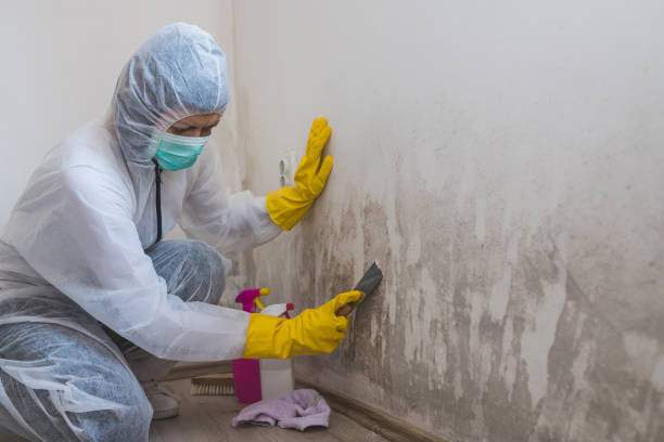 Best Professional Mold Removal  in Pacheco, CA