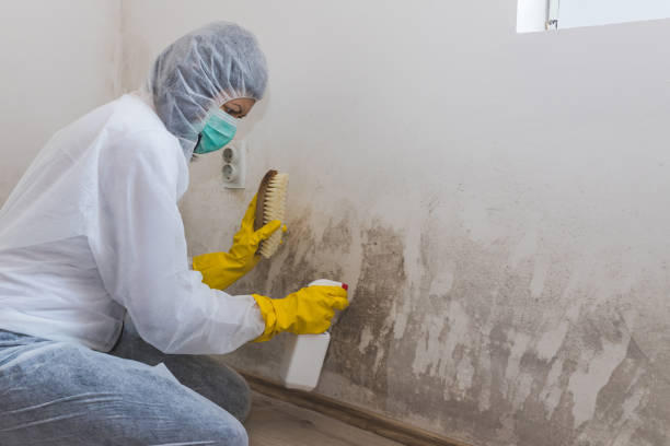 Best Black Mold Removal  in Pacheco, CA