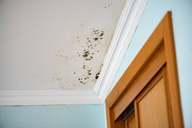  Pacheco, CA Mold Removal Pros