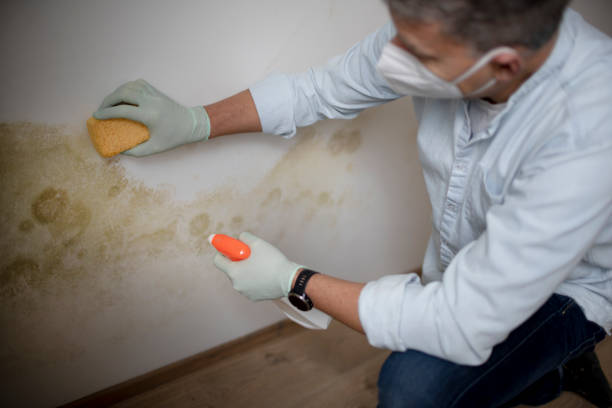 Home Mold Removal in Pacheco, CA