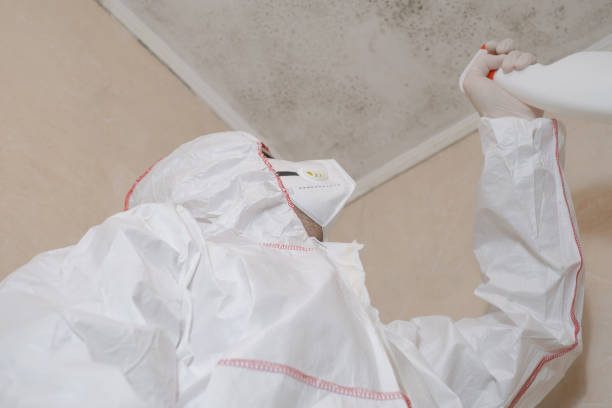 Best Best Mold Removal Companies  in Pacheco, CA