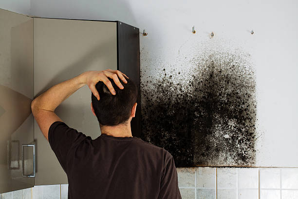 Best Same-Day Mold Removal  in Pacheco, CA
