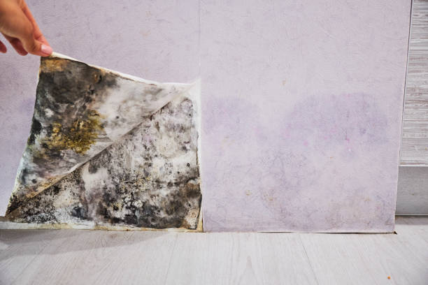Best Mold Testing  in Pacheco, CA